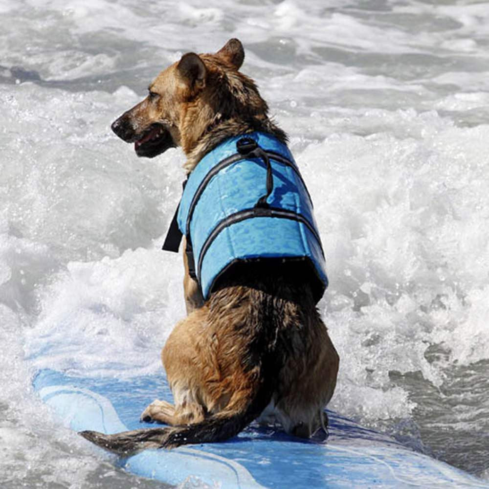 Veste de flottaison pour chien et surf
