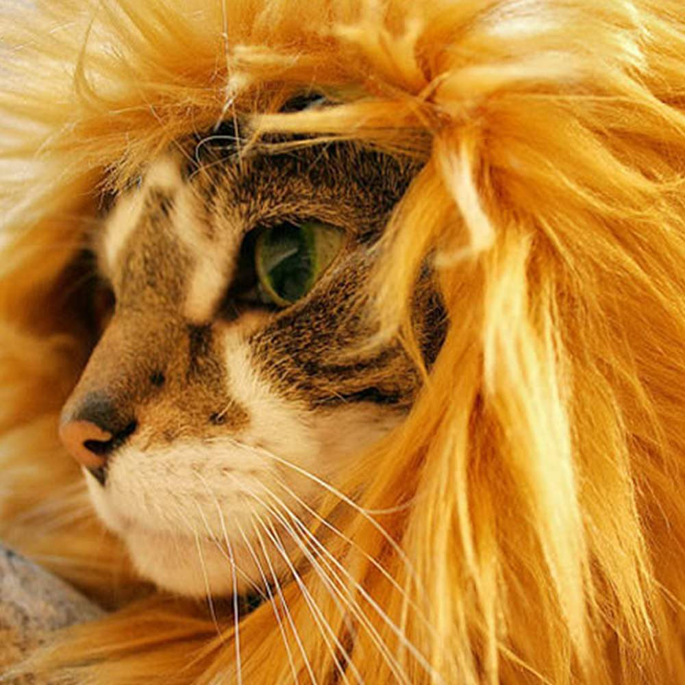 Crinière de lion pour animal de compagnie, déguisement de chat