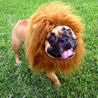Crinière de lion pour animal de compagnie, déguisement de chien